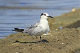 Common Tern